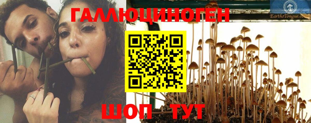 Псилоцибиновые грибы Psilocybe Дальнегорск